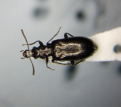 Salpingus viridiaeneus