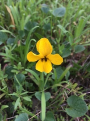 Viola pedunculata