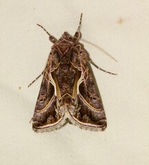 Autographa flagellum