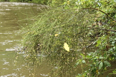 Carmichaelia odorata