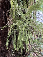 Phlegmariurus varius