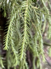 Phlegmariurus varius