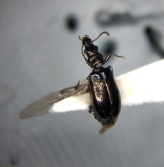 Salpingus viridiaeneus