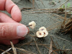 Paramarasmius mesosporus
