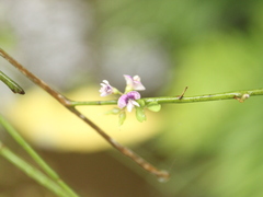 Carmichaelia odorata