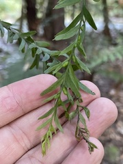 Tmesipteris