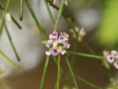Carmichaelia odorata