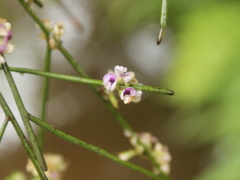 Carmichaelia odorata