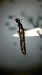 Xantholinus longiventris