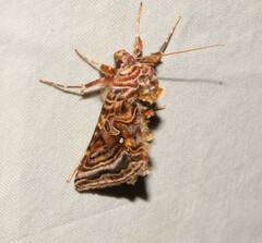Autographa mappa
