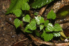 Urtica sykesii