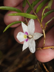 Dendrobium cunninghamii