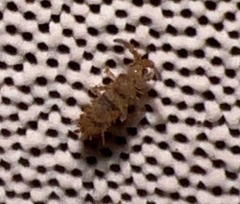 Orchesella villosa