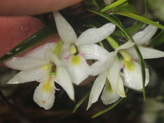 Dendrobium cunninghamii