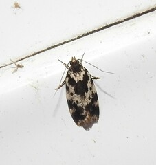 Barea confusella