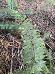 Asplenium bulbiferum