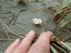 Paramarasmius mesosporus