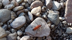 Chauliognathus togatus