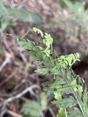 Asplenium bulbiferum