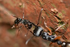 Rhytidoponera victoriae