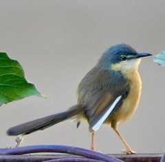 Prinia socialis