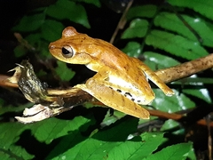 Boana calcarata