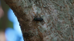 Strongylium haemorrhoidale