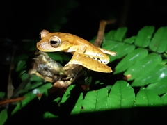 Boana calcarata