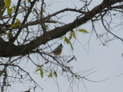 Baeolophus bicolor × atricristatus