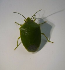 Glaucias amyoti