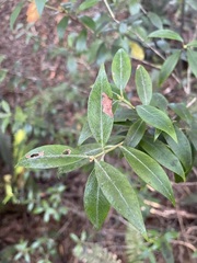 Metrosideros umbellata