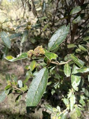 Pomaderris intermedia