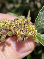 Pomaderris intermedia