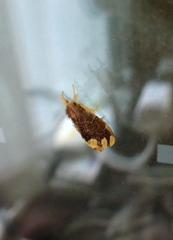 Orvasca subnotata