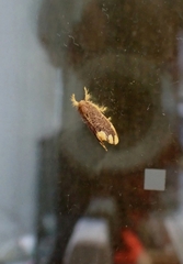 Orvasca subnotata