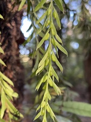 Tmesipteris