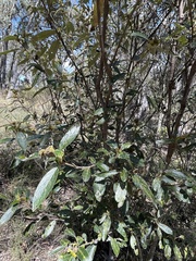 Pomaderris intermedia