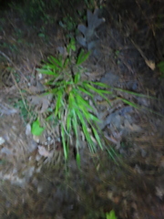 Dichanthelium laxiflorum