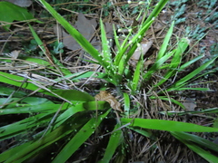 Dichanthelium laxiflorum