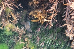 Acanthoclinus fuscus