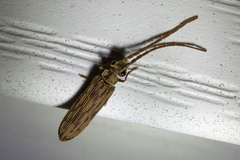 Tenomerga cinerea