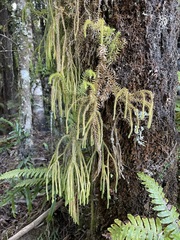 Phlegmariurus
