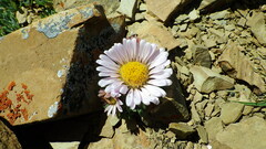 Townsendia condensata