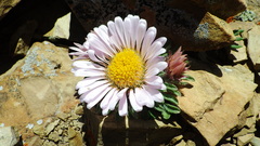 Townsendia condensata