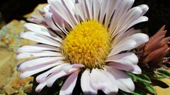 Townsendia condensata