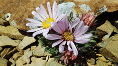 Townsendia condensata