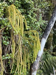 Phlegmariurus