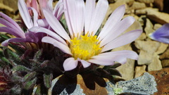 Townsendia condensata