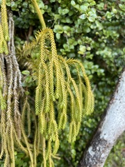 Phlegmariurus