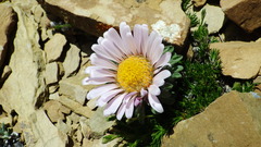 Townsendia condensata